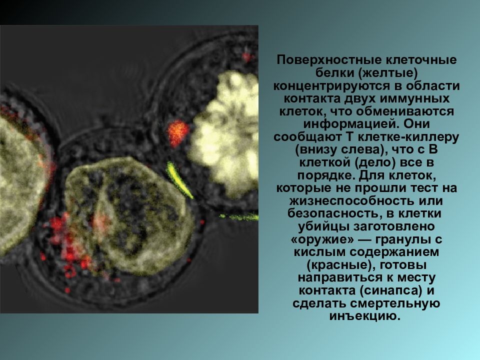 Поверхностные клетки. Поверхностные белки клетки. Включения белка в клетках. Гранулы белка в клетке. Иммунных клеток и белки.