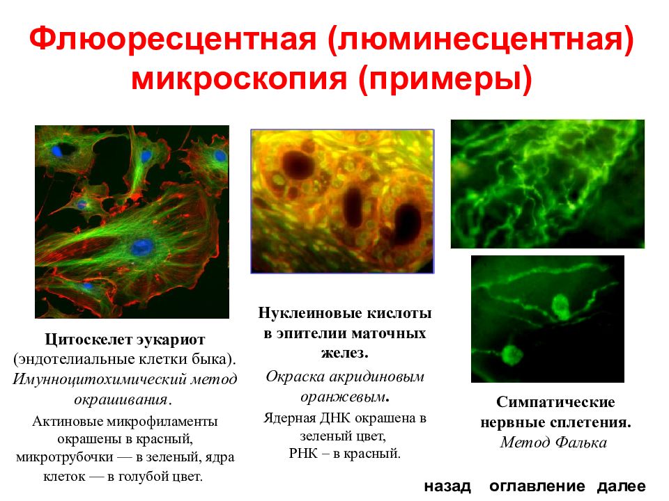 Виды микроскопии презентация