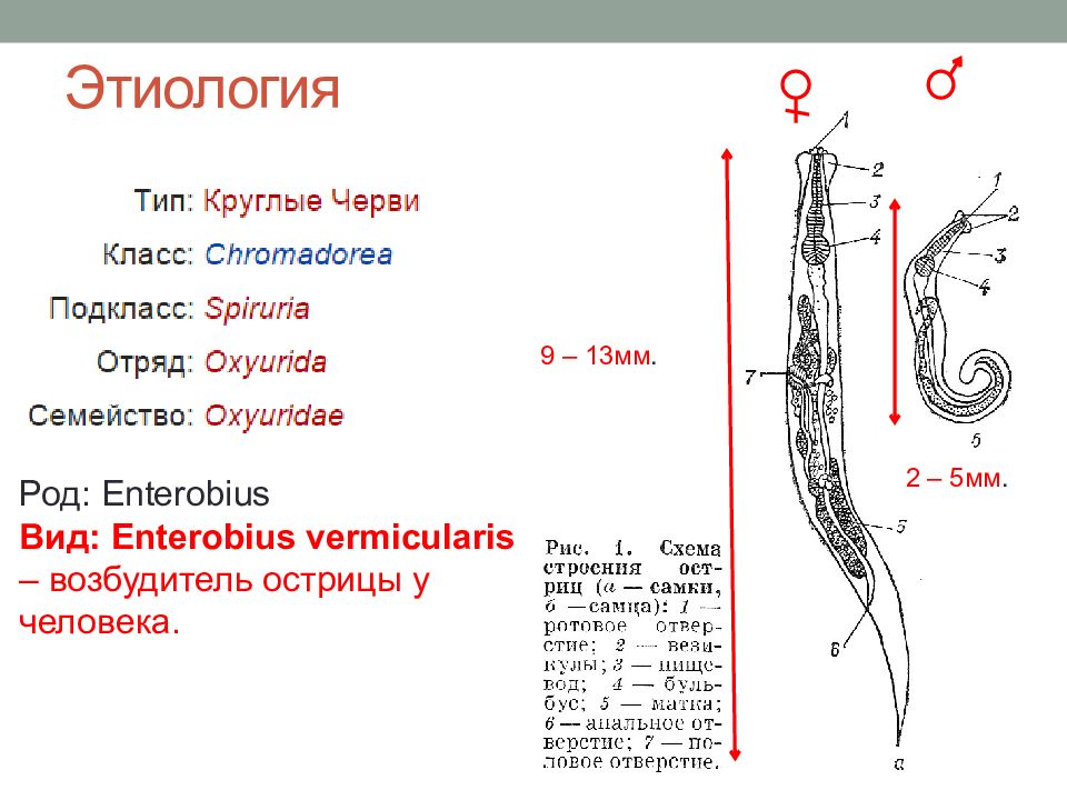 Острица тип. Enterobius vermicularis Тип и класс. Enterobius vermicularis характеристика. Enterobius vermicularis строение.