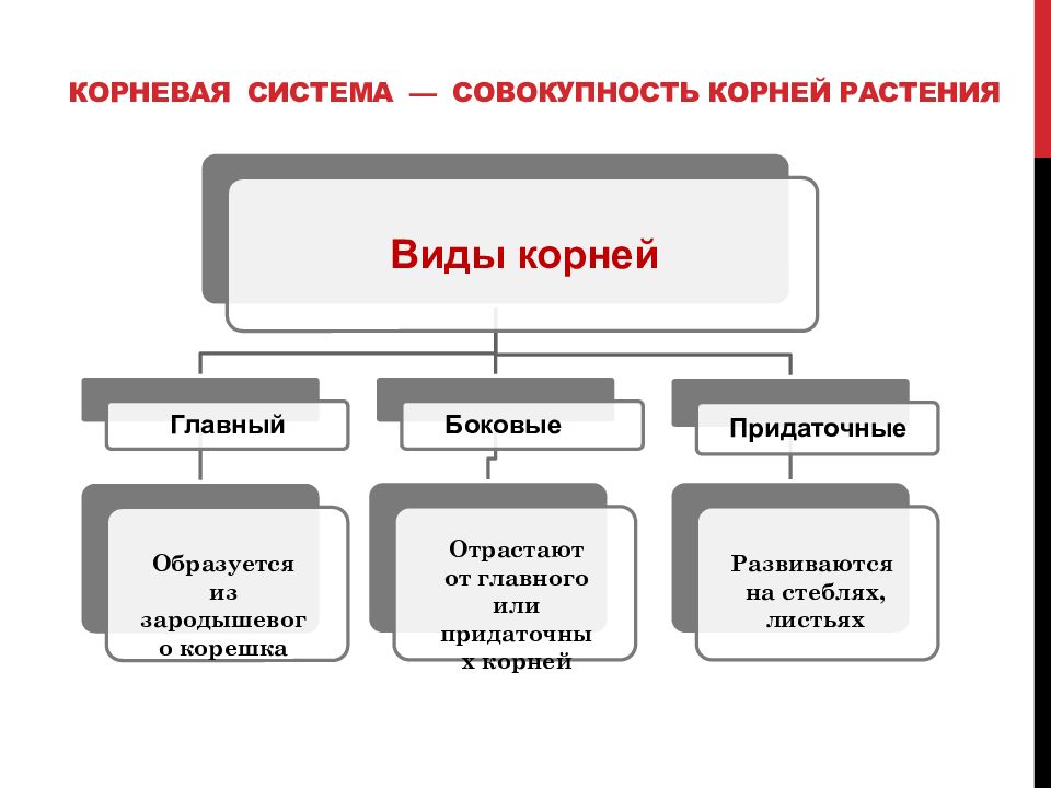 Система и совокупность. Основы ботаники. Совокупность всех корней растений образует. Основы ботаники кратко.