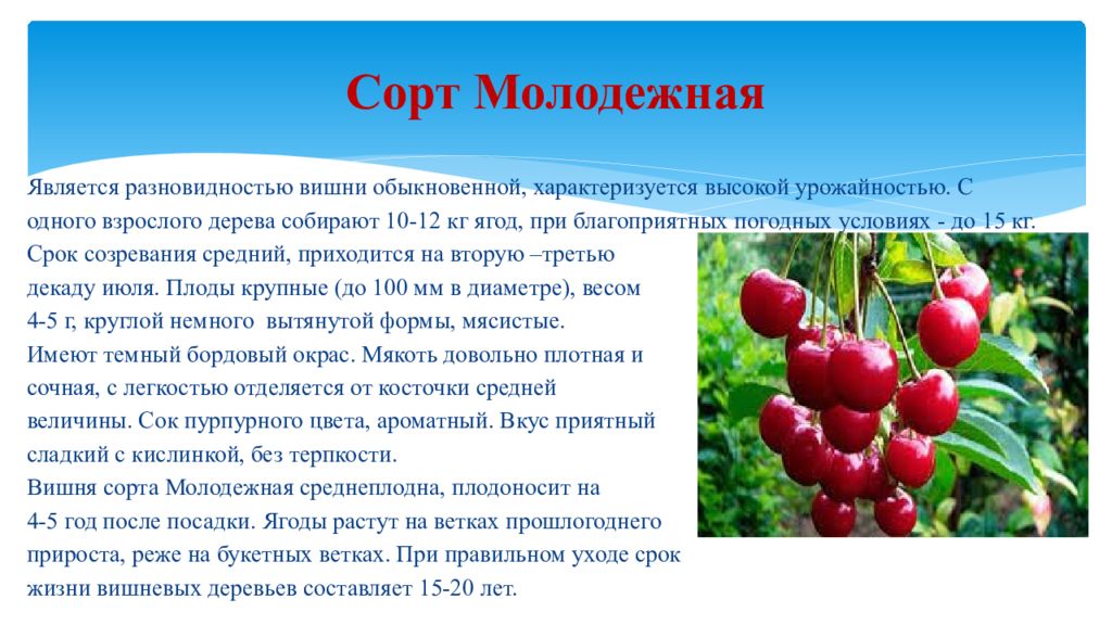 Урок вишневый сад презентация. Вишня для презентации. Вишневый сад презентация. Вишневый сад презентация 10 класс. Вишневый сад презентация 10 класс анализ.