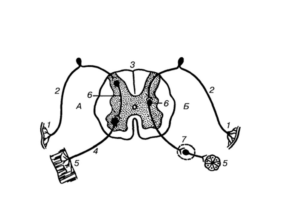 На рисунке рефлекторной дуги укажите название и роль структур обозначенных буквами а и б