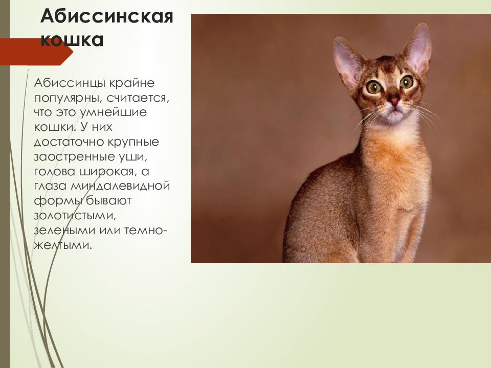 Рассмотрите фотографию кошки породы абиссинская. Абиссинская кошка стандарт. Породы кошек Абиссинская кошка характер. Кот абиссинец характер. Абиссинская кошка описание.