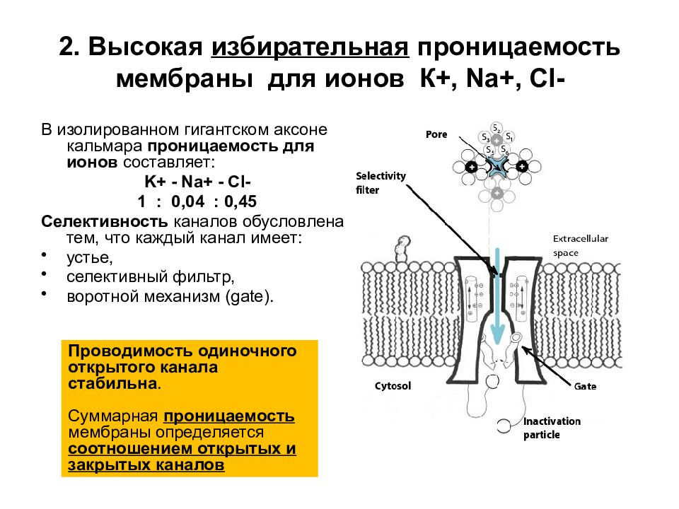 Избирательная проницаемость клеточной мембраны. Избирательная проницаемость мембраны клетки. Клеточная мембрана непроницаема для ионов. Проницаемость клеточной мембраны ионами. Избирательная проницаемость клеточной мембраны схема.