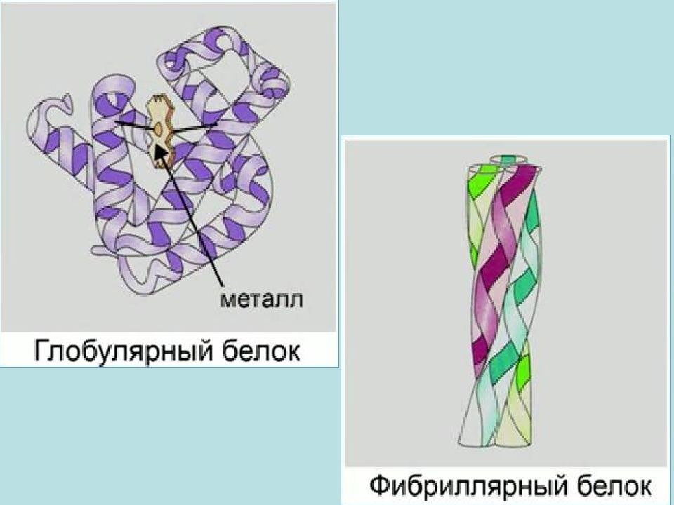 Форма глобулы белка. Структура белка фибриллярные белки. Глобулярный и фибриллярный белок. Третичная структура белка фибрилла. Фибриллярная и глобулярная структура белка.