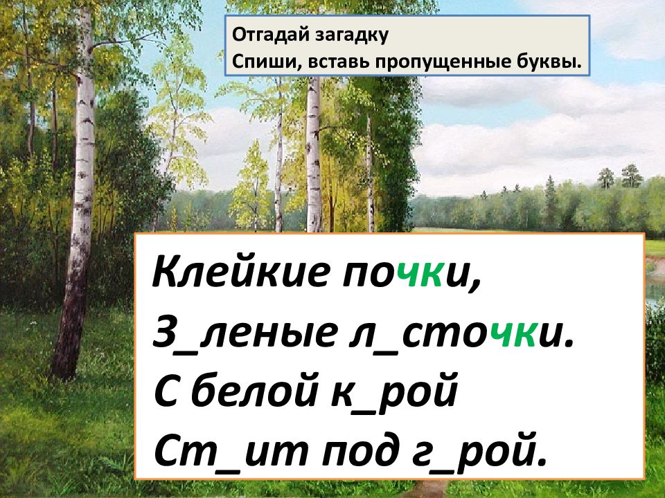 Спиши загадку. Клейкие почки, з Лёные л сточки.. Клейкие почки, з Лёные л сточки. С белой корой ст_ИТ над г Рой. (.