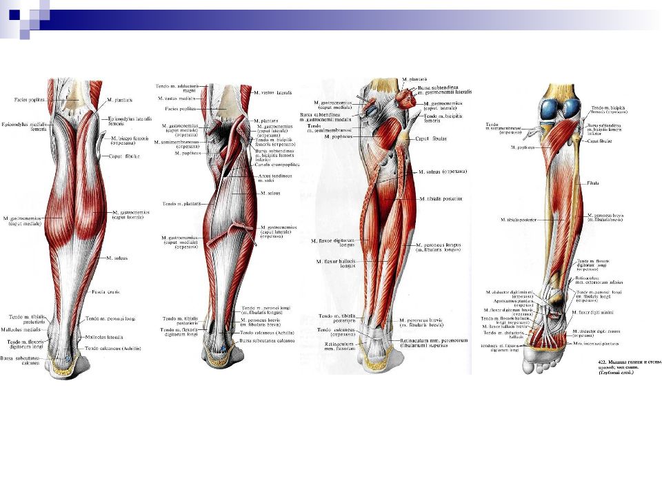 Строение ноги до колена. Мышцы нижней конечности конечности анатомия. Мышцы нижней конечности анатомия строение. Мышцы нижних конечностей человека анатомия. Планшетки мышц нижних конечностей.