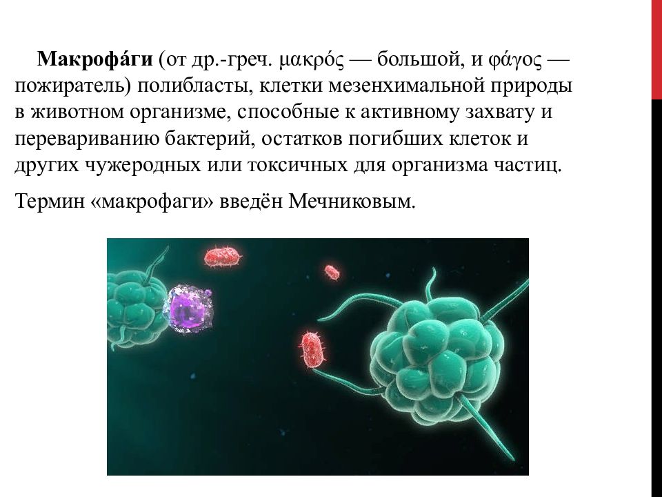 Антигены макрофагов. Строение макрофагов иммунология. Дендритные клетки фагоциты. Функции клетки Макрофаг. Резидентные макрофаги печени.