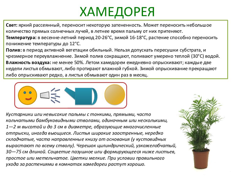 Комнатные растения паспорт проекта