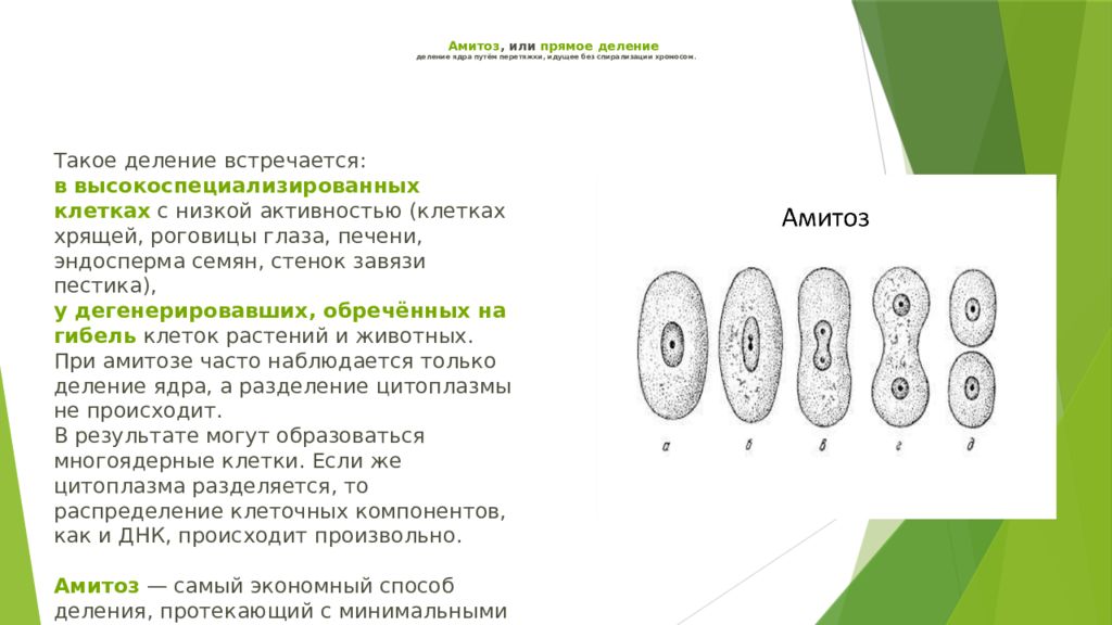 В процессе амитоза происходит неравномерное распределение. Амитоз схема деления. Деление клетки амитоз. Амитоз схема.