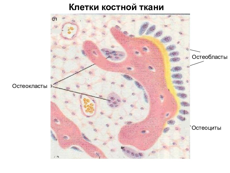 остеобласты (костные клетки),. остеокласт микрофотография. клетки костной ткани остеокласты. остеокласты строение и функции. остеокласты костной ткани.
