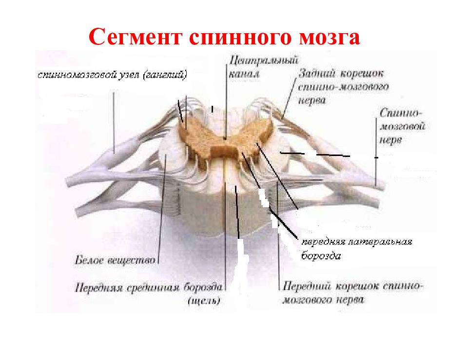 Сегмент спинного мозга рисунок