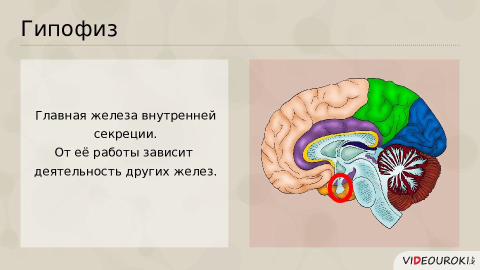 Гипофиз картинки красивые