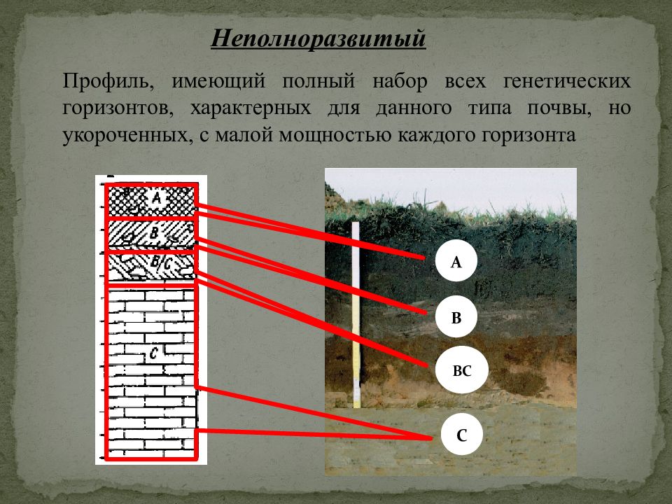 Установи соответствие между почвами. Строение почвенного профиля. Типы строения почвенного профиля. Генетические почвенные горизонты. Маломощный почвенный профиль.