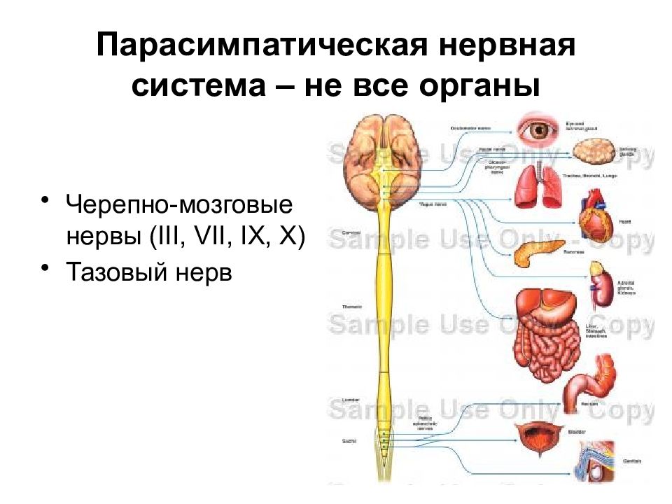 Парасимпатические черепные нервы. Парасимпатическая нервная система. Парасимпатическая система. Строение парасимпатической нервной системы. Парасимпатическая система нервы.