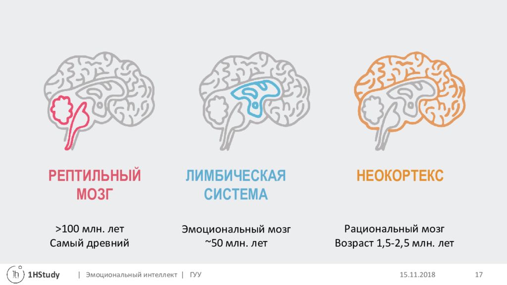3 слоя мозга