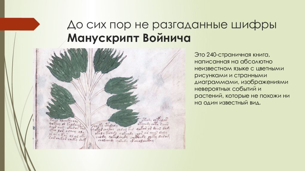 Абсолютно не известный автор. Манускрипт Войнича презентация. Разгадка Шифра книги Войнича. Манускрипт Войнича читать. Сообщение на неизвестном языке с неизвестными картинками.