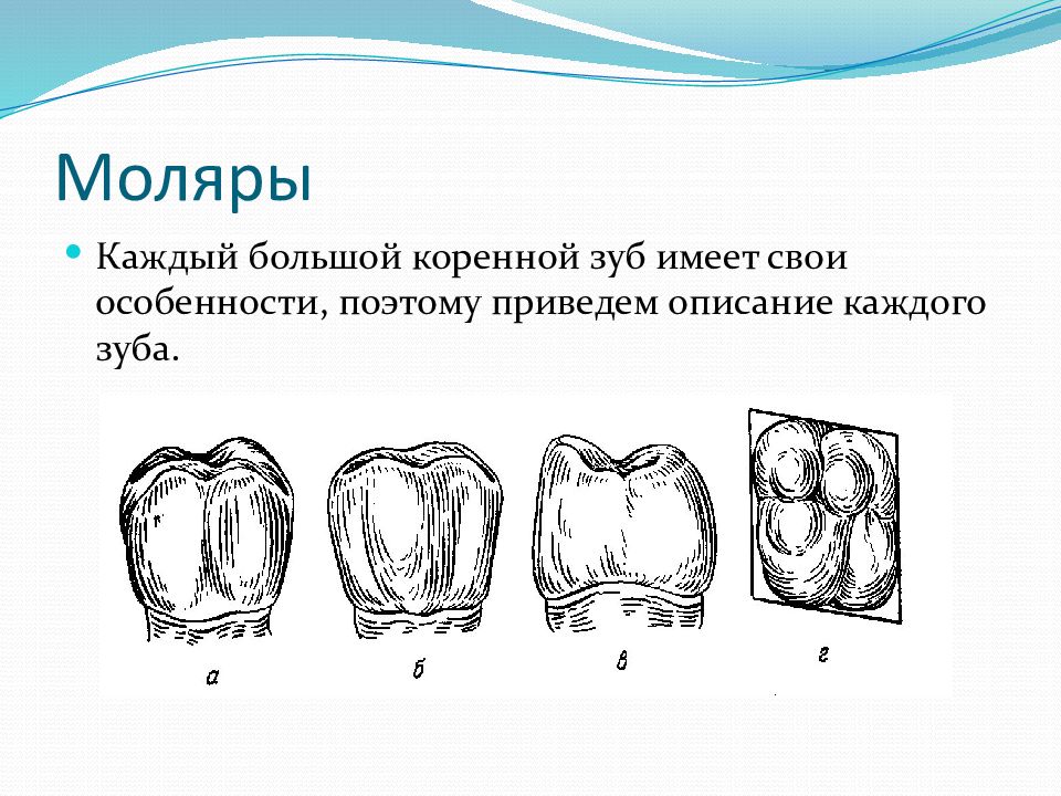 Моляры коренные зубы