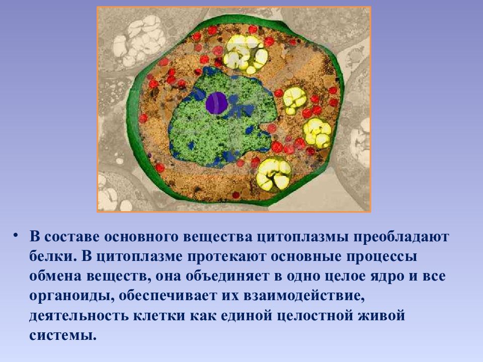 Состав цитоплазмы. Взаимосвязь ядра и цитоплазмы. Продукты жизнедеятельности цитоплазмы. Цитоплазма вещество. Процессы в цитоплазме.