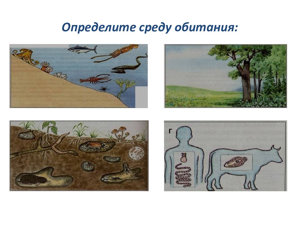 Биологические природные. Рисунок наука о природе. География наука о живой природе. Определите среды обитания. Науки о природе картинки.