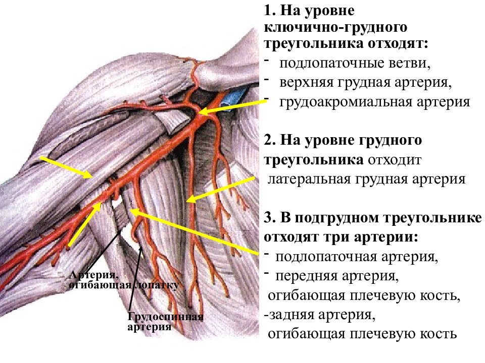 Ветви подмышечной артерии на уровне грудного треугольника. Подключичная артерия, (а. subclavia),. Подмышечная артерия топографическая анатомия. Ветви подмышечной артерии топографическая анатомия. Подключичный тромбоз