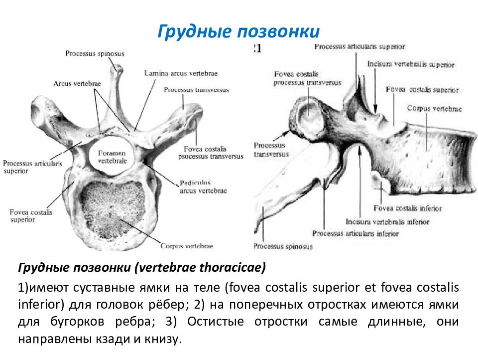 Особенности грудных позвонков