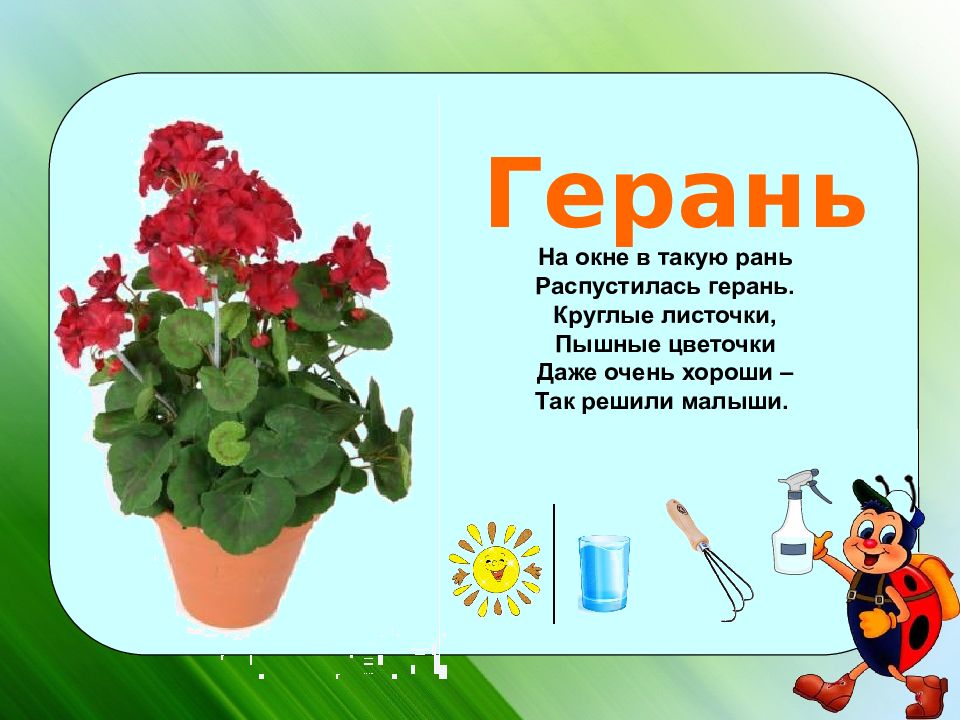 комнатные растения презентация. комнатные растения слайд. презентация комнатные растения для дошкольников. загадки о комнатных цветах. загадки о комнатных цветах.