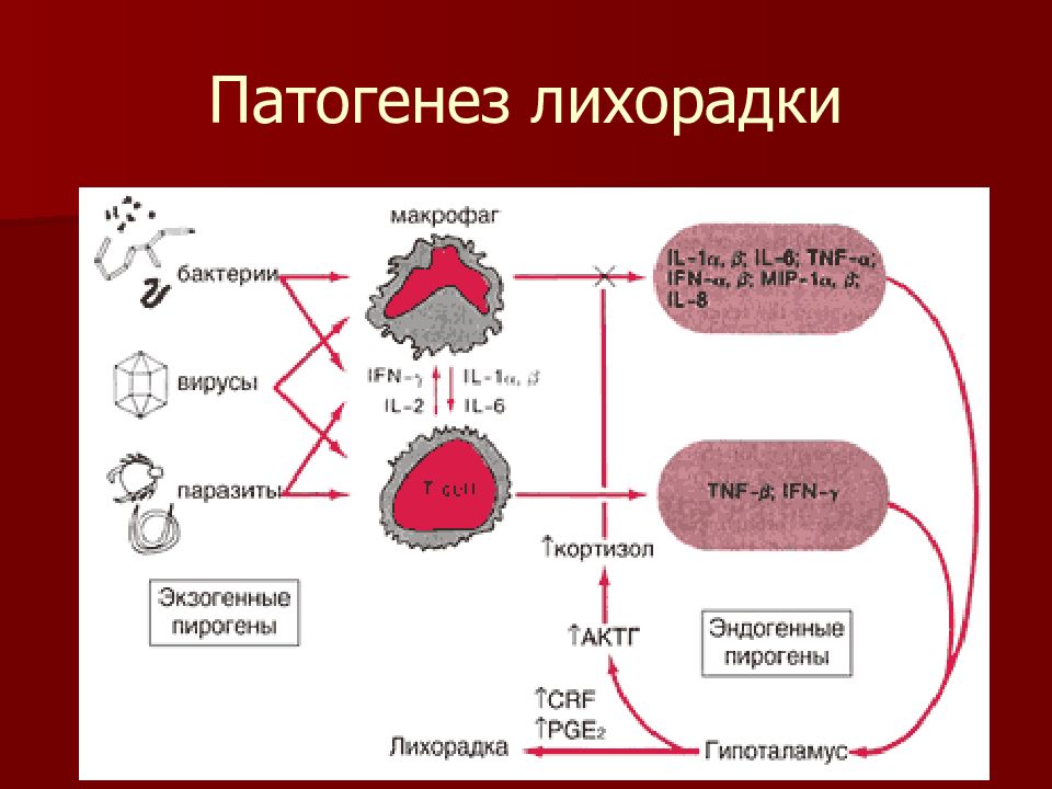 Схема патогенеза лихорадки