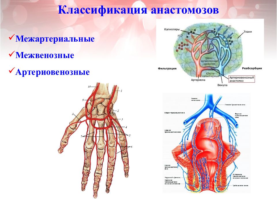 Венозные анастомозы презентация