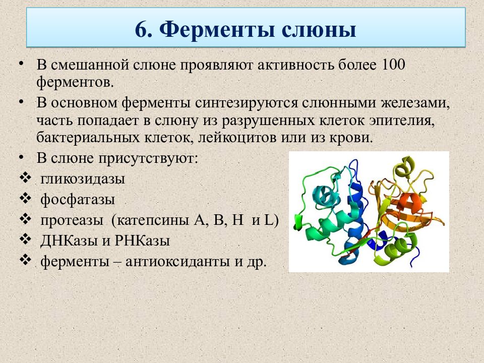 В организме человека ферменты слюны участвуют. Ферменты слюны таблица. Ферменты слюны. Ферменты слюны и их функции. Основные ферменты слюнных желез.