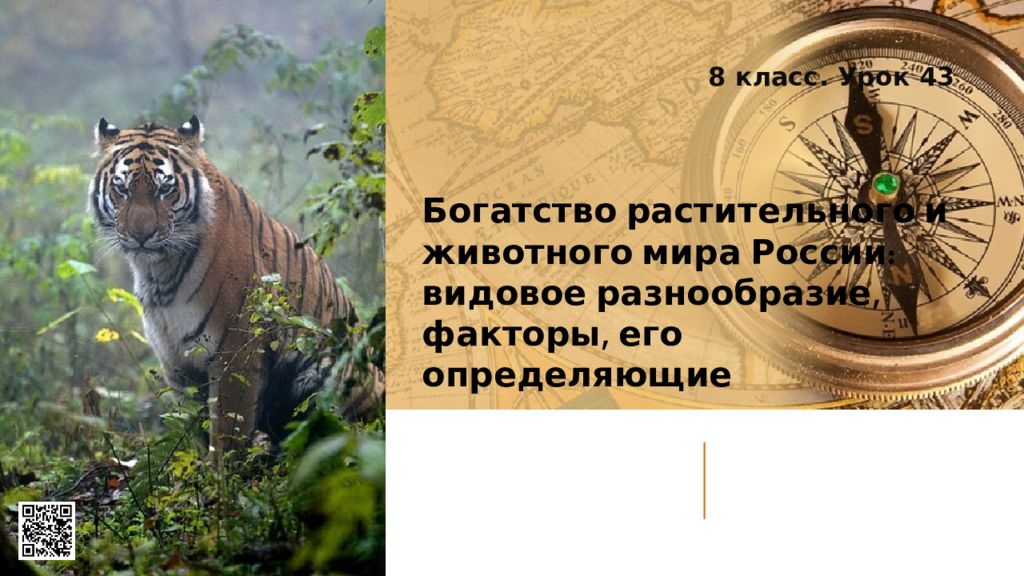 Богатство растительного и животного мира России: видовое разнообразие, факторы,