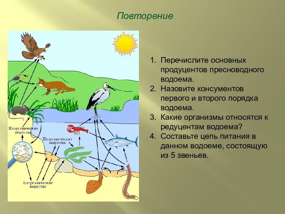 В представленном на рисунке биоценозе консументом 3 порядка является