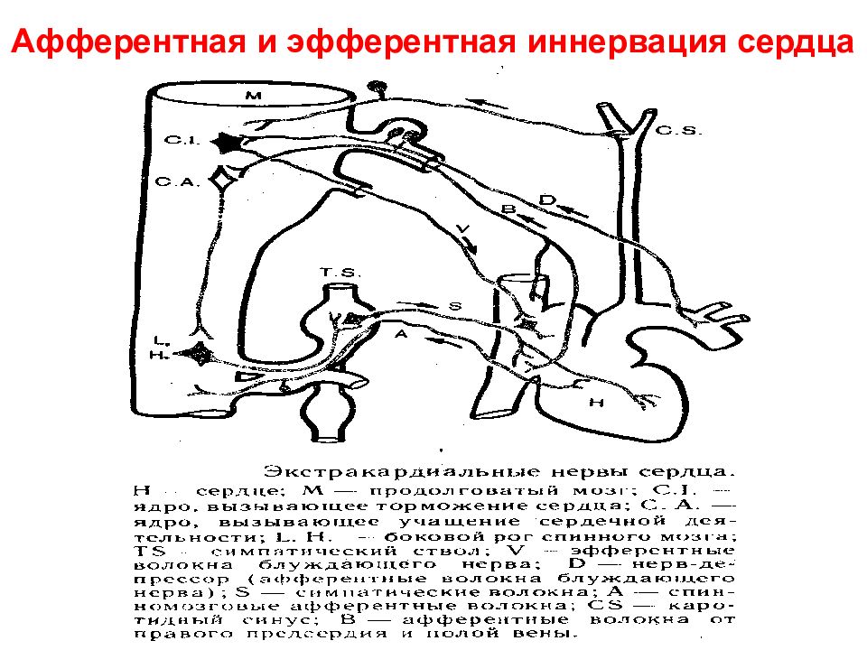 афферентная иннервация мышц. афферентная иннервация фармакология. нейротропные препараты классификация схема. афферентным это фармакология. афферентная иннервация.