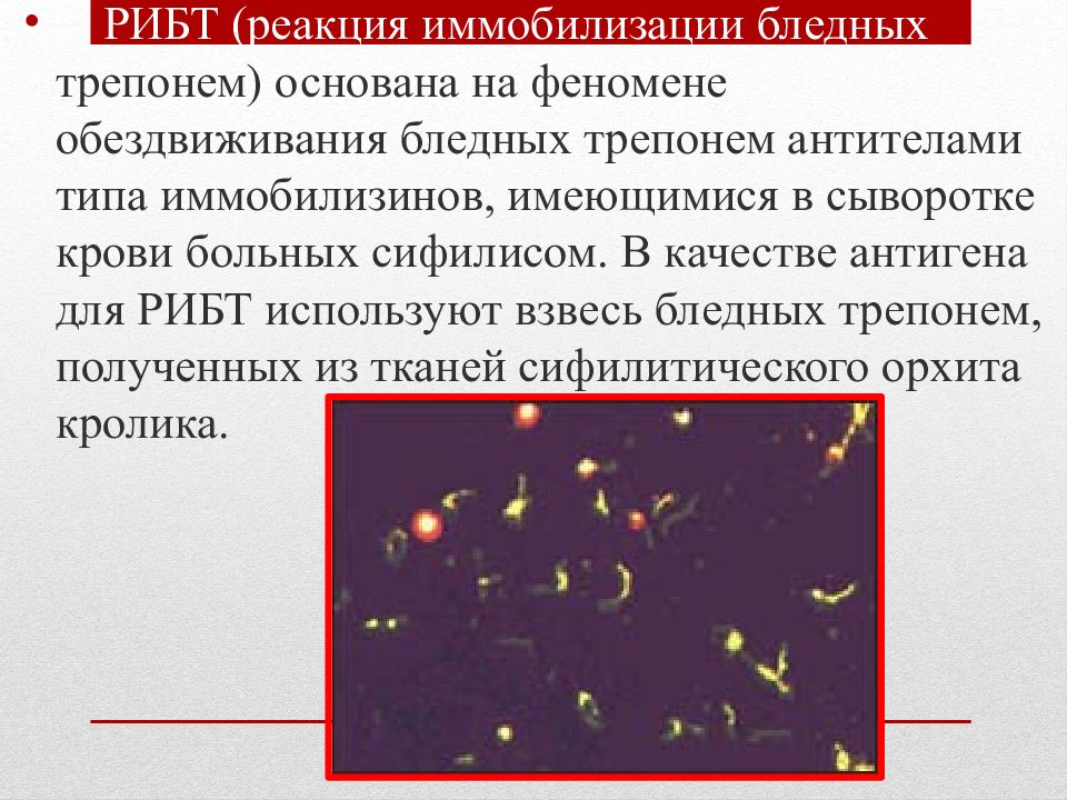 Трепонема микробиология презентация