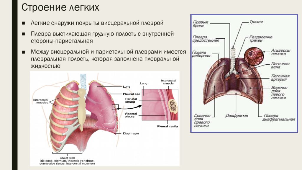 Легкие где находятся у человека картинка