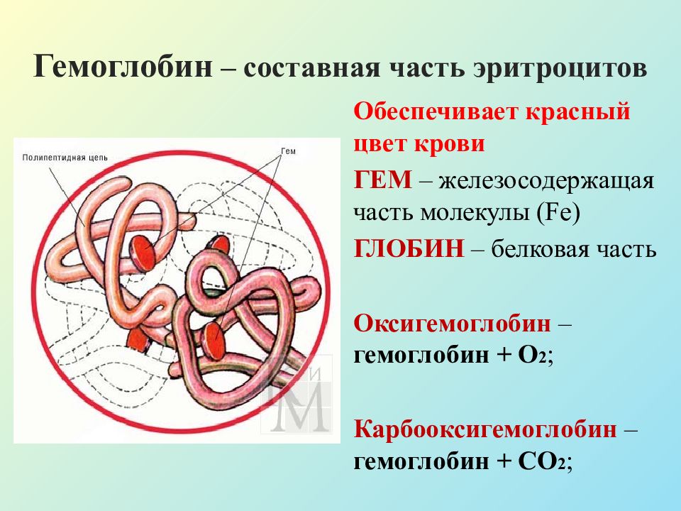 Внутренняя среда организма кровь презентация