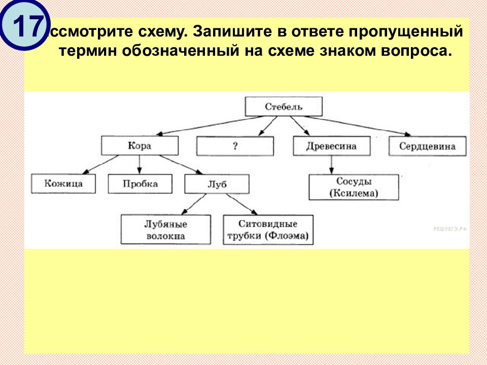 Заполните предложенную схему