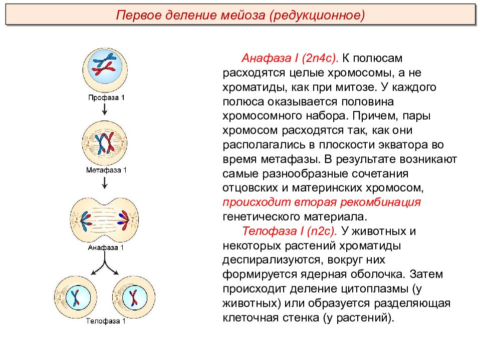 Происходит два деления. Профаза 2 мейотическое деление. Деление2 профаза2 процесс мейоза2. Профаза 1 деления мейоза. Телофаза 2 деления мейоза.