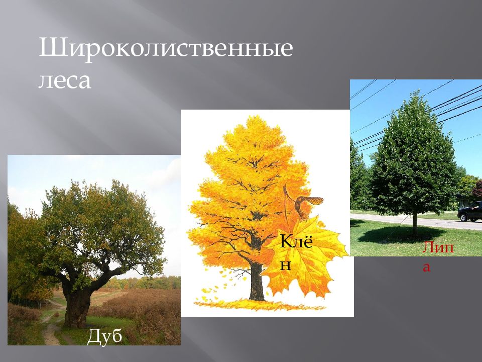 Широколиственные породы деревьев. Лиственные породы древесины. Породы лиственных деревьев фото с названиями. Породы деревьев Лисов Республики. Сбор срезанных ветвей пород твердолиственных и мягколиственных.