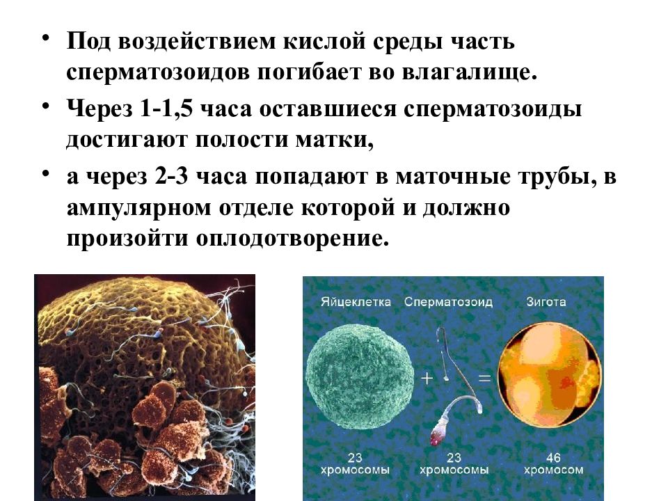 Оплодотворение характеристика