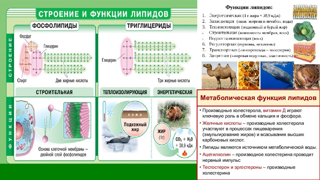 Химический состав клетки 10 класс презентация