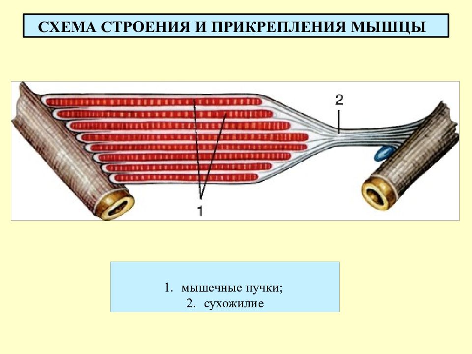 Схема прикрепления мышц