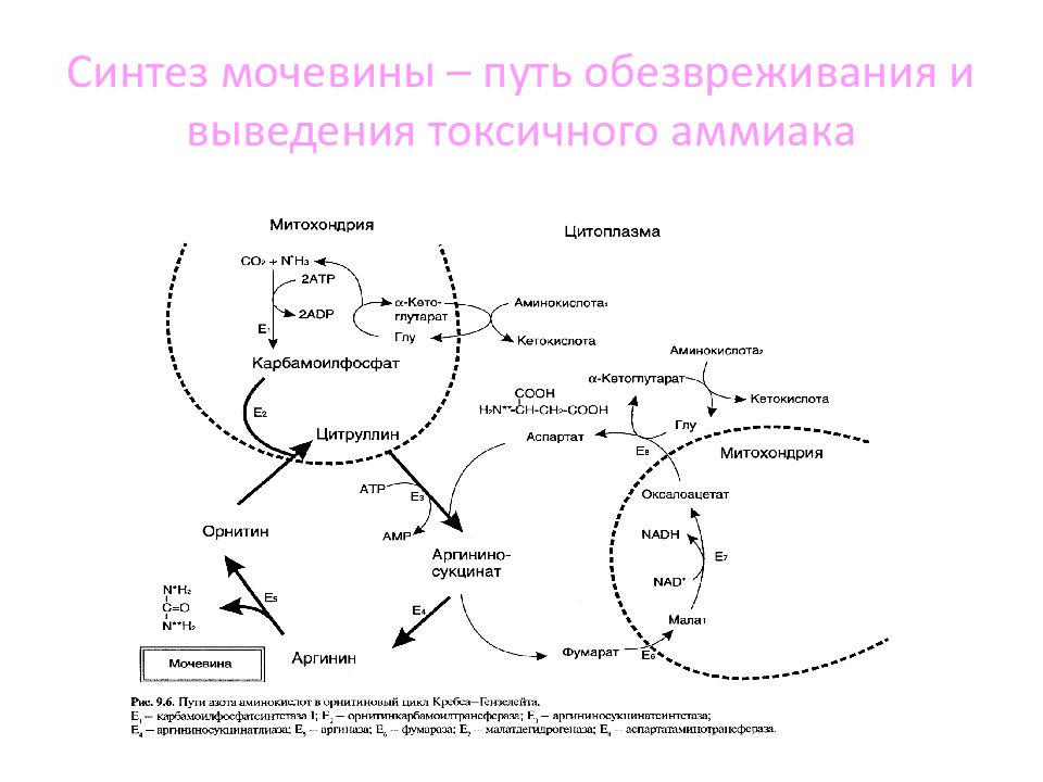 Путь обмена. Пути обезвреживания аммиака + Синтез мочевины. Синтез мочевины в печени. Схема обезвреживания аммиака в печени. Схема обезвреживания аммиака.