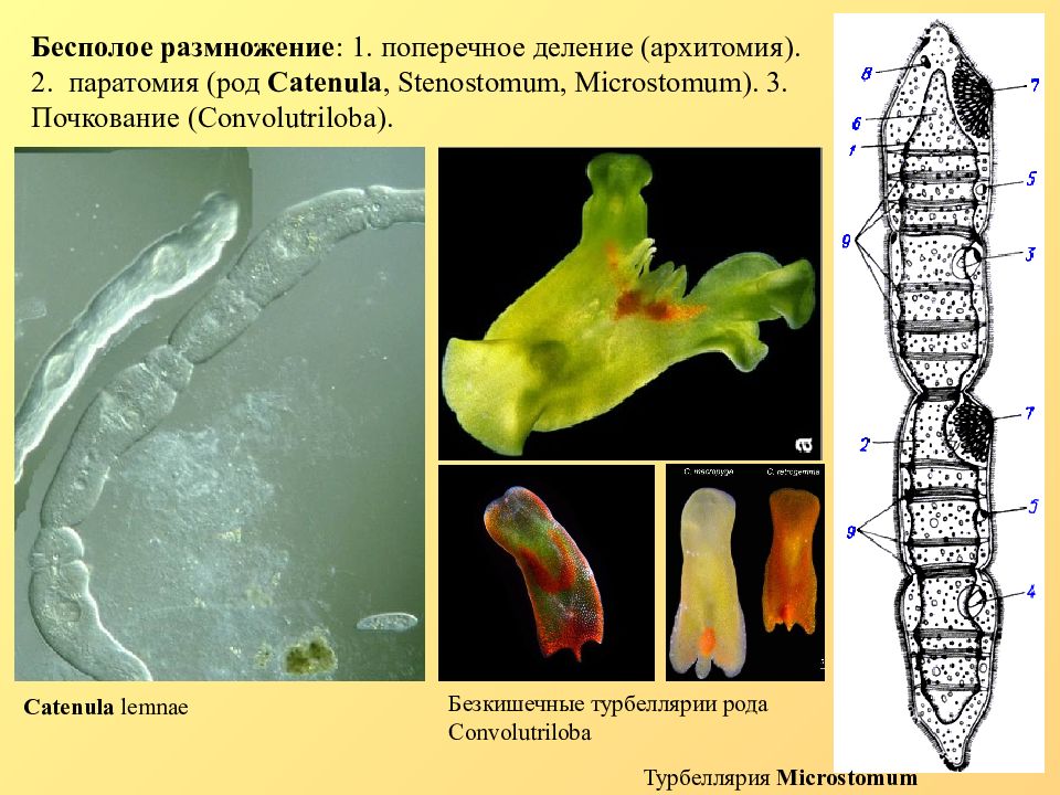 Плоские черви размножение. Размножение плоских червей. Бесполое размножение плоских червей. Тип плоские черви размножение. Размножение ресничных червей.