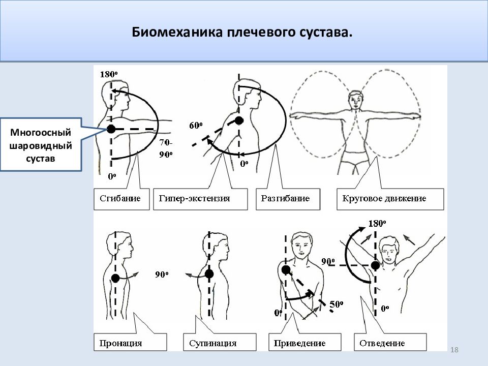 Проект биомеханика дети