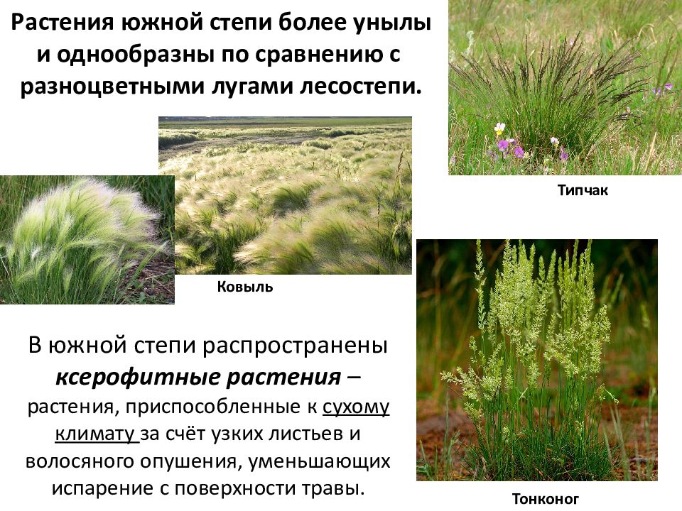 Как растения приспособились к жизни в степи. Какие растения в лесостепи. Степи и лесостепи 8 класс география. Лесостепи и степи растения.