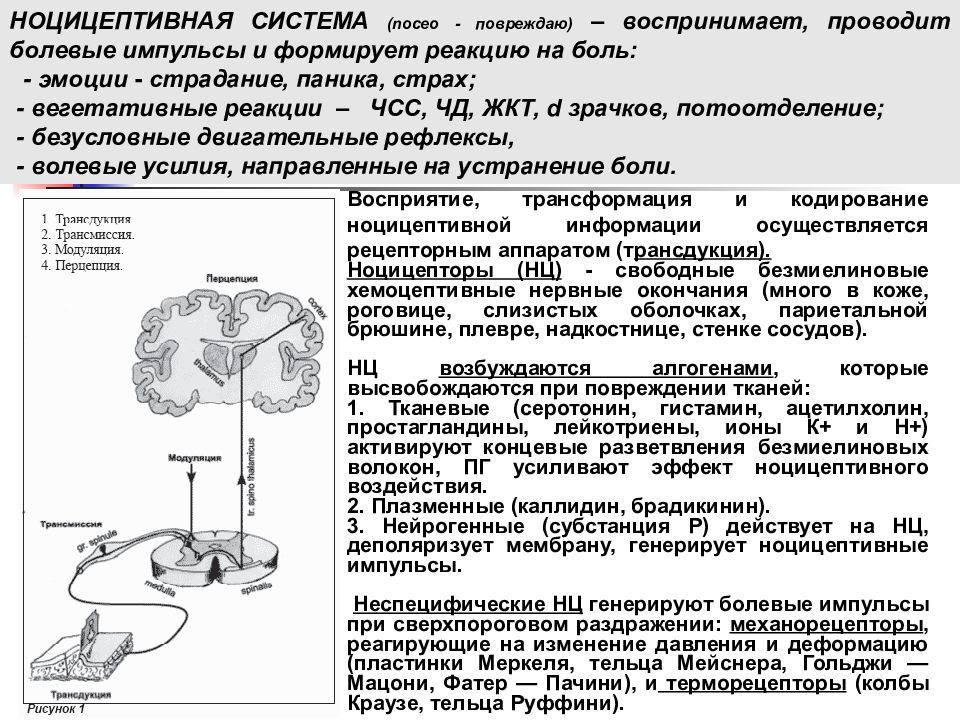 Ноцицептивная система. Проводящие пути ноцицептивной системы. Физиология болевого анализатора. Антиноцицептивная система.. Болевой анализатор физиология схема. Проводящие пути ноцицептивной и антиноцицептивной систем.