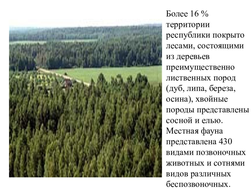 Характеристика татарстана. Леса Татарстана характеристика. Леса состоящие из хвойных и лиственных пород. Большая часть территории России покрыта ..........лес. Лесами покрыто территории Республики Башкортостан.