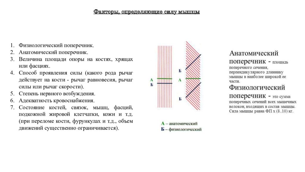 Поперечник. Анатомический поперечник мышцы это. Физиологический поперечник мышцы это. Сила мышц: анатомический и физиологический поперечники;. Физиологическое сечение мышцы это.