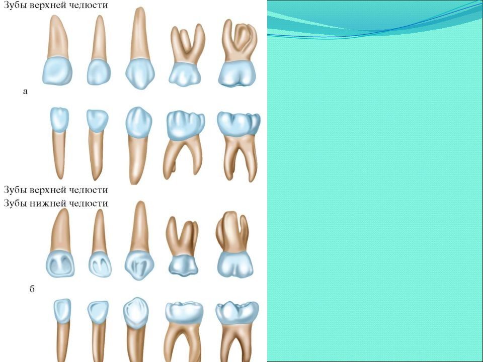 Вырастет ли молочный зуб. Как выглядит молочный зуб Нижний резец. Частная анатомия зубов постоянные зубы. Строение молочного зуба анатомия. Молочный зуб четверка верхний строение.